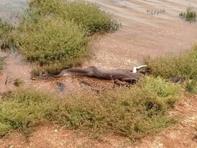 FOTOS: cocodrilo lucha a muerte con una serpiente para no ser devorado