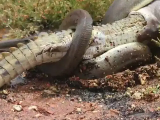Serpiente que se comió a un cocodrilo no necesitará alimentarse en dos meses