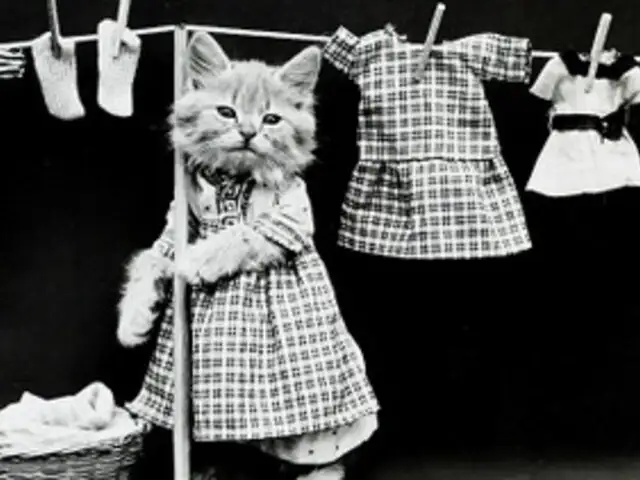 Adorables fotos: primer álbum de gatos con ropa cumple 100 años