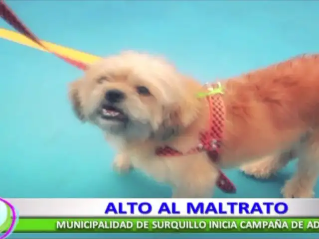 Municipalidad de Surquillo inició campaña de adopción de animales