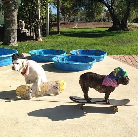 FOTOS: conoce a los perros que creerás que solo existen en la ficción