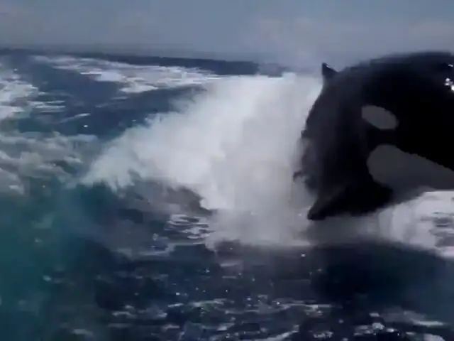 España: jóvenes graban cómo un grupo de orcas devora a una cría de cachalote