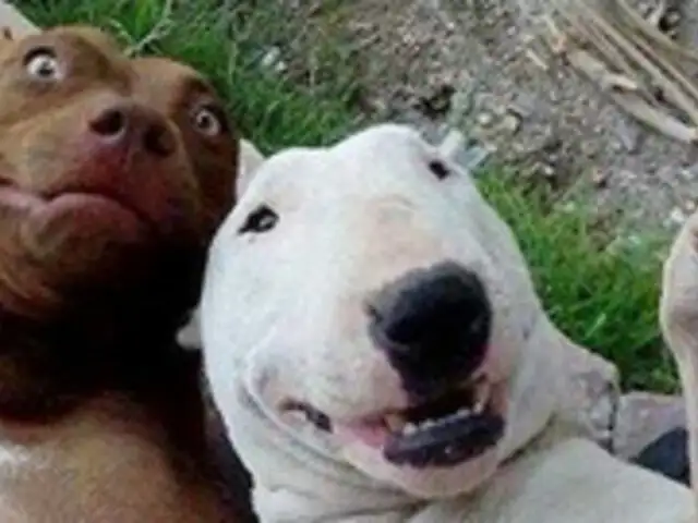 Se unen a la moda: los animales también se toman divertidos ‘selfies’