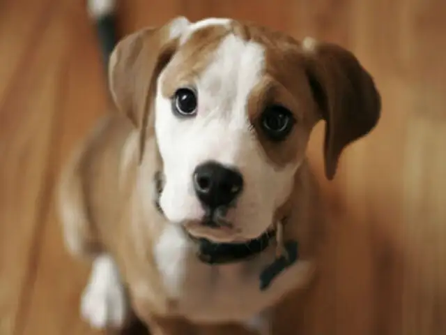 Descubren que los perros reaccionan a los olores de sus dueños