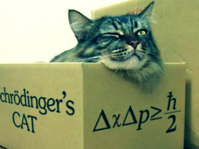 Científicos crean 'gatos de Schrödinger' que pueden estar 'vivos o muertos'