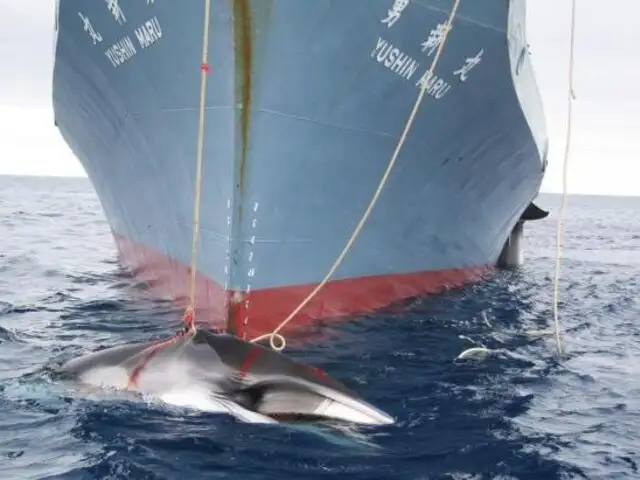 Corte de La Haya ordena a Japón detener caza de ballenas en la Antártida