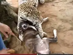 VIDEO: así de rápido nació la amistad entre un perro y un jaguar