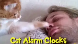 VIDEO: despertador 'gatuno' causa sensación en las redes sociales