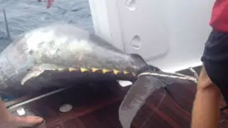 FOTOS: un gigantesco atún de más de 400 kilos pescado en Nueva Zelanda