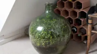 Mini jardín: anciano cultiva plantas dentro una botella que no abre desde 1972