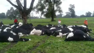 Tormenta mortal: rayo mató a más de 50 vacas en Chile