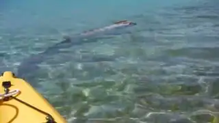 VIDEO: el pez más largo del mundo es captado por turistas en playa de México
