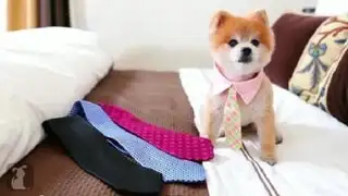 Gentleman Norman, el tierno perrito que te enseña a anudar tu corbata
