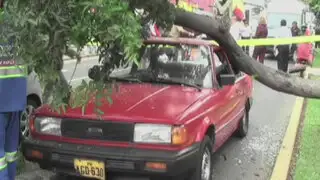 Miraflores: choferes salvan de morir tras caer pesado árbol sobre sus vehículos