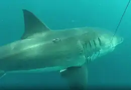 Gigantesco tiburón tan grande como un bus fue capturado en Australia
