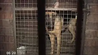 SJL: Denuncian que perro pastor alemán viven en malas condiciones