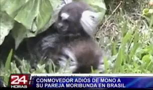 VIDEO: el conmovedor adiós de mono a su pareja moribunda en Brasil
