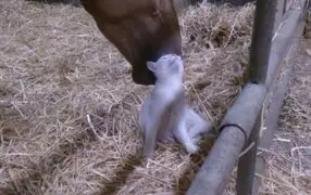 VIDEO: enorme caballo y pequeño gato se han convertido en los mejores amigos