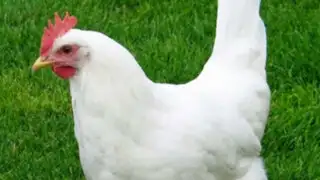 Amor de ave: una gallina que ‘abraza’ a un niño conmueve en YouTube