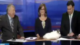 VIDEO: Conejos copulan en vivo durante emisión de noticiero