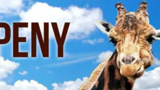 Parque de las Leyendas: jirafa ‘Peny’ falleció a los 25 años