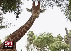 ‘Domingo’: conozca a la jirafa de 4 años del Parque de Las Leyendas