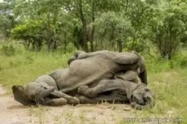 Comer de la planta equivocada: captan a un grupo de elefantes borrachos