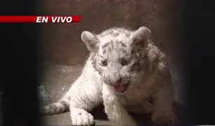 Zoológico de Huachipa presentó a tres tigres blancos nacidos en cautiverio