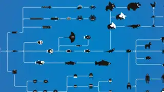 VIDEO: divertida animación explica el proceso de evolución de los seres vivos