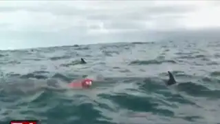 Nueva Zelanda: delfines protegieron a nadador de ser atacado por tiburón