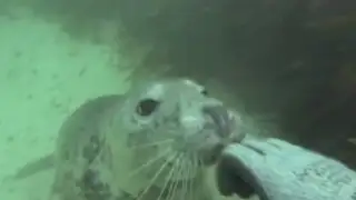 Inglaterra: Buzo realiza "selfie" con focas bebés bajo el agua