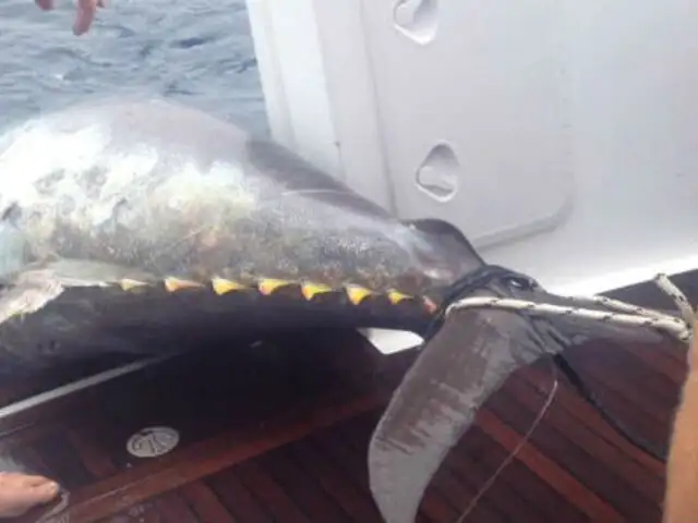 FOTOS: un gigantesco atún de más de 400 kilos pescado en Nueva Zelanda