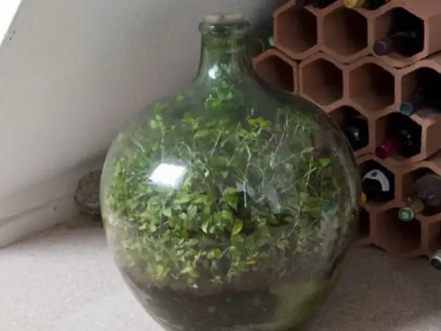 Mini jardín: anciano cultiva plantas dentro una botella que no abre desde 1972