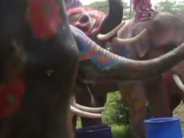 Tailandia: elefantes participaron en celebración del Festival del Agua