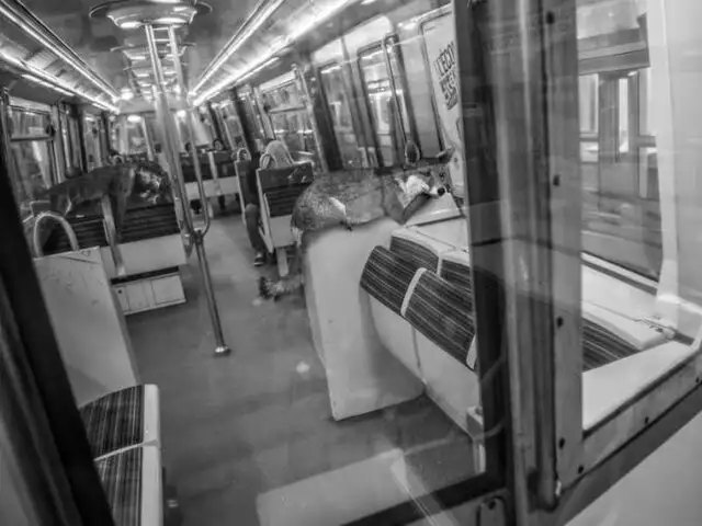 FOTOS: animales salvajes toman el Metro de París y viajan como personas