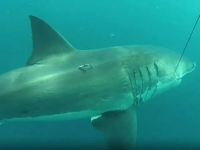 Gigantesco tiburón tan grande como un bus fue capturado en Australia