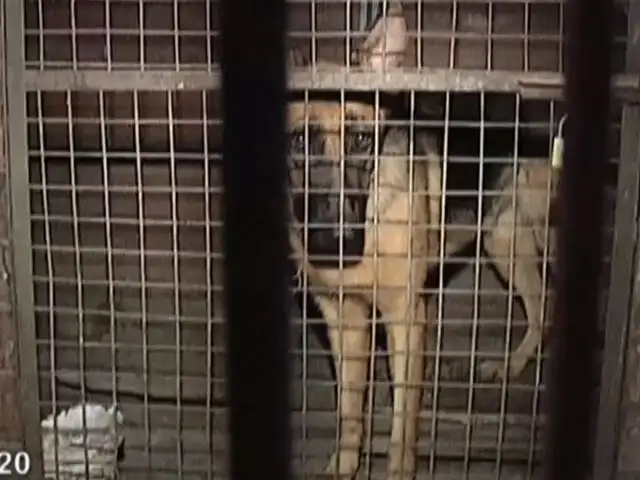 SJL: Denuncian que perro pastor alemán viven en malas condiciones