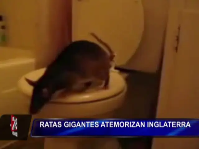 Plaga de ratas gigantes inmunes al veneno causan pánico en Reino Unido