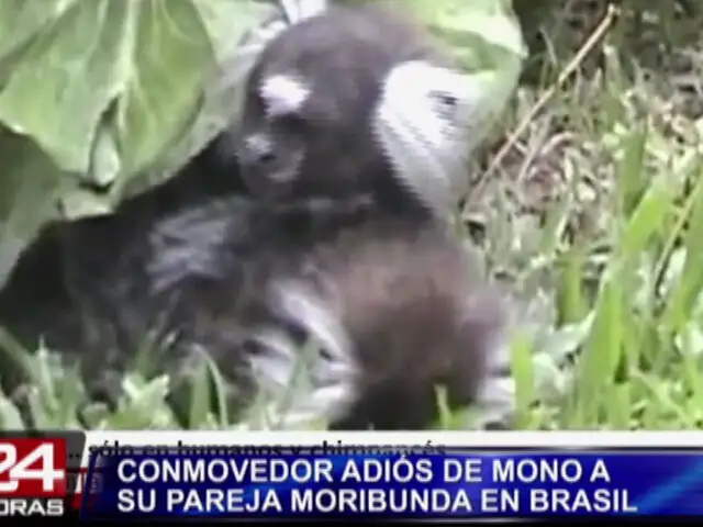 VIDEO: el conmovedor adiós de mono a su pareja moribunda en Brasil