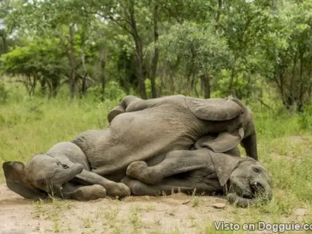 Comer de la planta equivocada: captan a un grupo de elefantes borrachos
