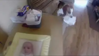 VIDEO: curioso perro ayuda a cambiar el pañal del hijo de su dueña