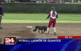 EEUU: pitbull irrumpe en partido de softball y ‘roba’ guante de jugadora