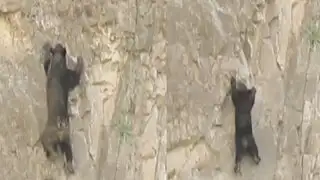 VIDEO: Osa y su cría sorprenden escalando empinado acantilado