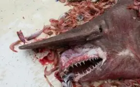 FOTOS: extraño y terrorífico tiburón duende es capturado en Golfo de México