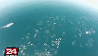 VIDEO: drone grabó a cientos de delfines y ballenas migrando hacia Hawai