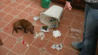 VIDEO: mira las divertidas reacciones de perros cuando saben que son culpables