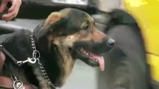 TC resuelve que perros guía pueden ingresar con ciegos a supermercado