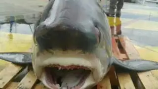 España: Pescador encontró especie rara de tiburón que pesa 300 kilos