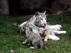 Conoce a los nuevos tigres de bengala del Zoológico de Huachipa