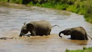 VIDEO: manada de elefantes salvan a cría de morir ahogada en caudaloso río